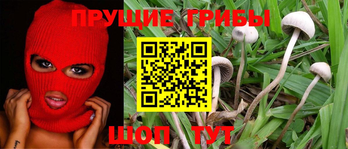 Псилоцибиновые грибы Psilocybe Сургут